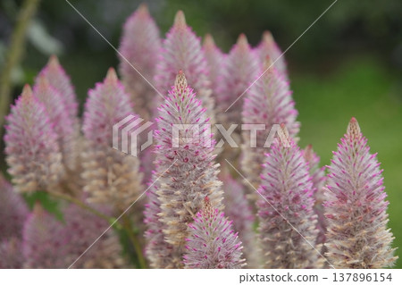 小蓮花 小蓮花 137896154