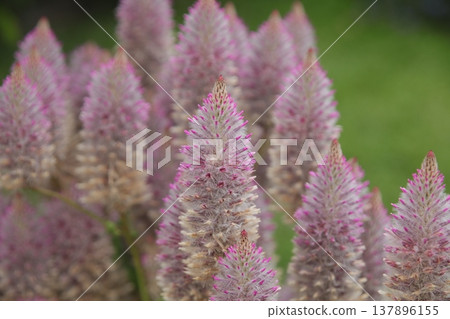 小蓮花 小蓮花 137896155