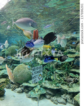 Tropical fish and coral reefs swimming in a large aquarium tank | Ecological scenes of the underwater exhibit 137896201