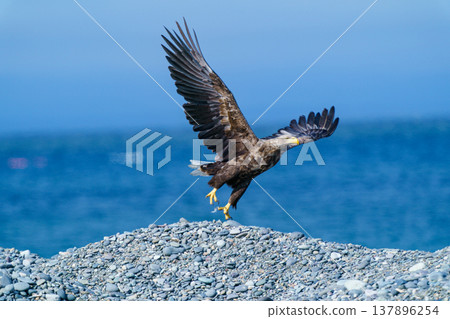 A white-tailed eagle stands on the coast of the Notsuke Peninsula in Hokkaido, a majestic sight of a wild animal. A white-tailed eagle stands on the coast of the Notsuke Peninsula in Hokkaido, a majestic sight of a wild animal. 137896254