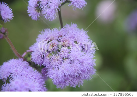 藿子薊 藿子薊 137896503