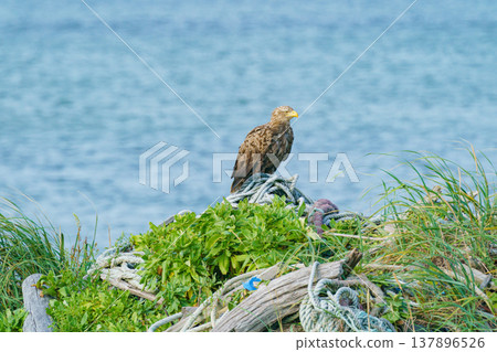 一隻白尾海鵰矗立在北海道野付半島的海岸上,這是野生動物的雄偉景象。 一隻白尾海鵰矗立在北海道野付半島的海岸上,這是野生動物的雄偉景象。 137896526