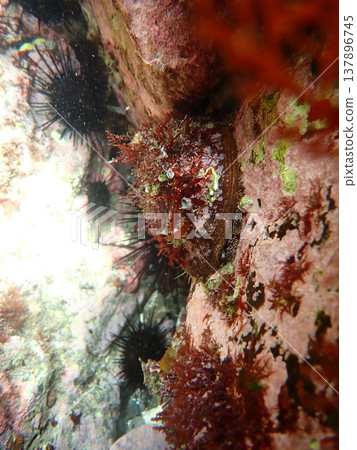 Abalone clinging to the rocks Abalone clinging to the rocks 137896745