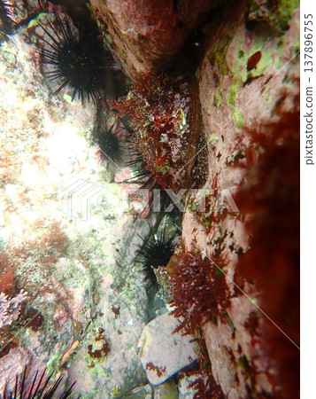 abalone abalone 137896755