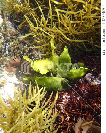 Various types of seaweed Various types of seaweed 137896763