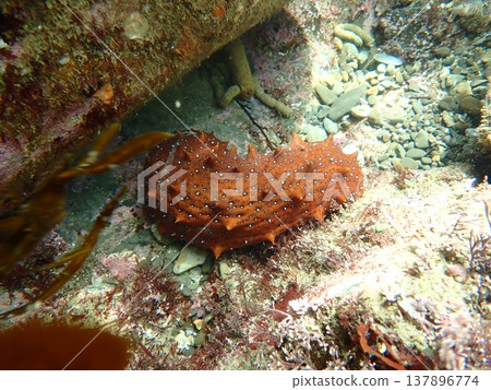 Sea cucumber Sea cucumber 137896774