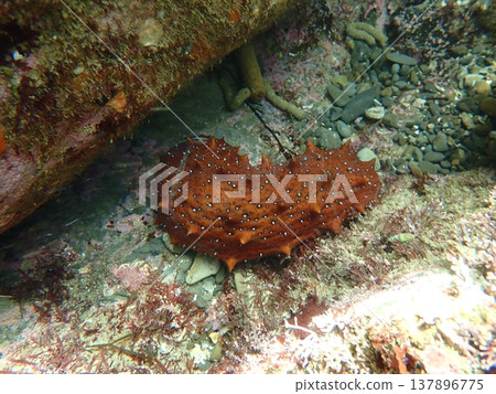 Laid-back sea cucumber Laid-back sea cucumber 137896775
