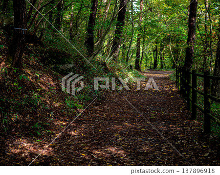 A leaf-covered path leading into a deep green forest 137896918