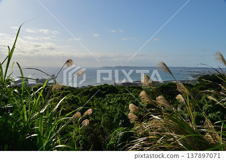 Pampas grass, Nakagusuku Bay, and Sashiki Peninsula Pampas grass, Nakagusuku Bay, and Sashiki Peninsula 137897071