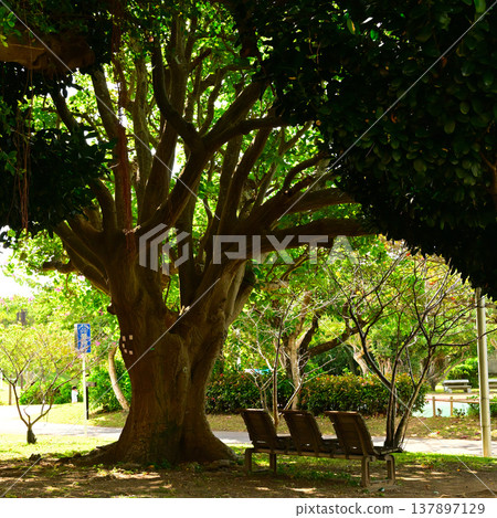 Shade of Deigo Shade of Deigo 137897129