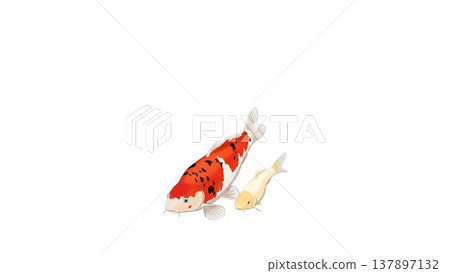 A Japanese-style illustration of a red and white koi carp and a golden koi carp side-by-side, resembling a parent and child (with white background and white margins). 137897132