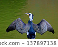 A cormorant in breeding plumage dries its feathers. 137897138