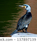 Great cormorant in breeding plumage 137897139