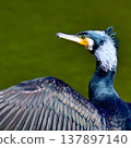 Great cormorant in breeding plumage 137897140