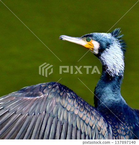 Great cormorant in breeding plumage Great cormorant in breeding plumage 137897140