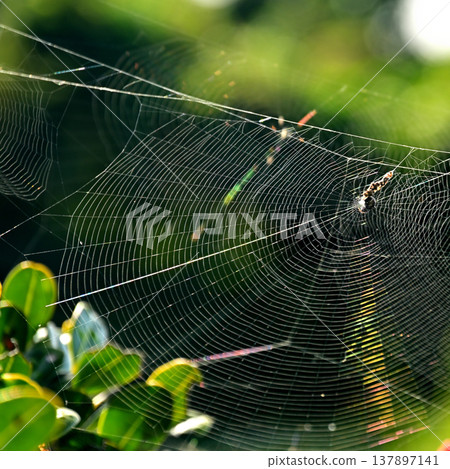 A spiderweb in rainbow colors, backlit by the morning sun. A spiderweb in rainbow colors, backlit by the morning sun. 137897141