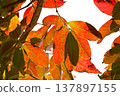 Autumn leaves of Crape myrtle 137897155
