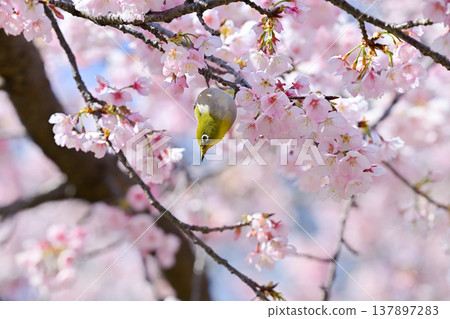 Sakura and mezzo 137897283