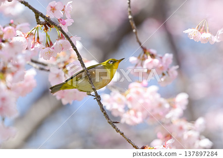 Sakura and mezzo 137897284
