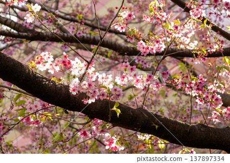 March, Kuramae Shrine, cherry blossoms with leaves. 137897334