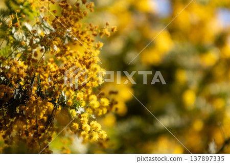 March, Kuramae Shrine, Mimosa 137897335