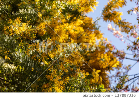 March, Kuramae Shrine, Mimosa 137897336