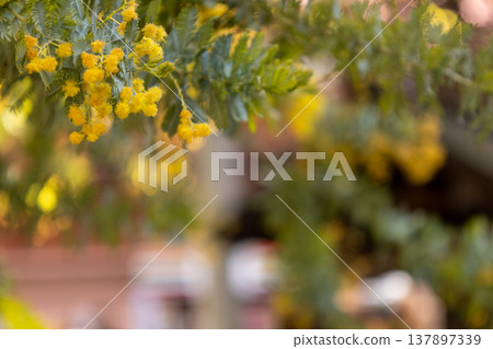 March, Kuramae Shrine, Mimosa 137897339