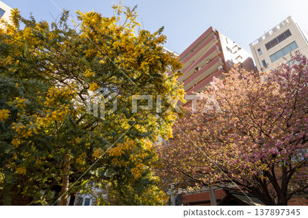 March, Kuramae Shrine: Mimosa and cherry blossoms March, Kuramae Shrine: Mimosa and cherry blossoms 137897345