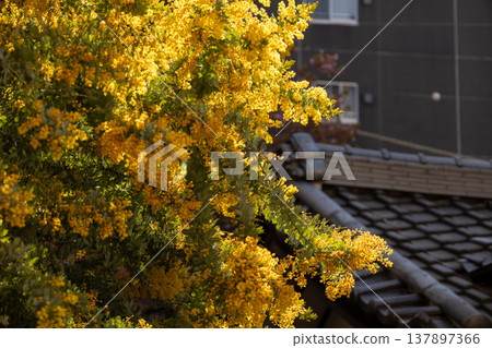 March, Kuramae Shrine, Mimosa and Roof March, Kuramae Shrine, Mimosa and Roof 137897366
