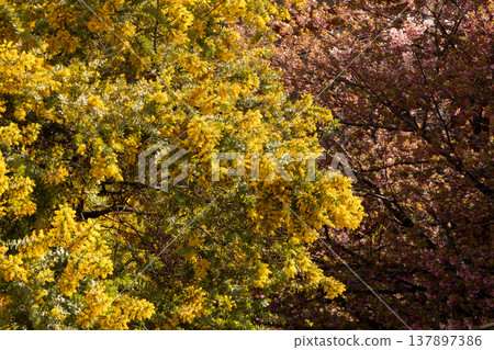 March, Kuramae Shrine: Mimosa and cherry blossoms March, Kuramae Shrine: Mimosa and cherry blossoms 137897386