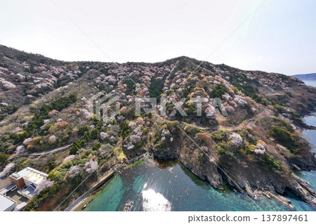 A panoramic view of the mountain cherry blossoms in Mikoshi, Wakasa Town, Fukui Prefecture. A spring spectacle created by the Sea of Japan and the mountain cherry blossoms. Drone aerial view of the Tsunegami Peninsula. 137897461
