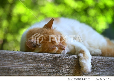 A cat sleeping soundly on a bench. A cat sleeping soundly on a bench. 137897469