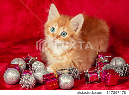 Ginger kitten lying on a red background with a Christmas decoration Ginger kitten lying on a red background with a Christmas decoration 137897478