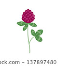 Red clover flower. Organic nature medical herb. Blooming herbaceous plant. Hand drawn flat vector illustration isolated on white background. 137897480