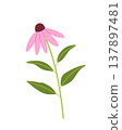 Echinacea flower. Coneflower with leaves. Herbal medical plant. Flat vector illustration isolated on white background.  137897481