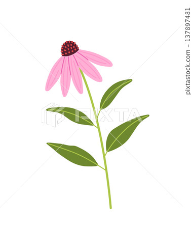 Echinacea flower. Coneflower with leaves. Herbal medical plant. Flat vector illustration isolated on white background. Echinacea flower. Coneflower with leaves. Herbal medical plant. Flat vector illustration isolated on white background. 137897481