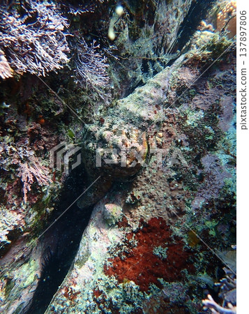 Sea snails in the gaps 137897806