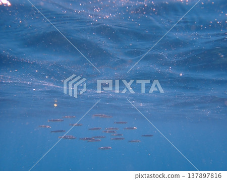 海洋中的一小群小魚 海洋中的一小群小魚 137897816