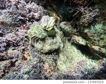 A trumpet urchin with shells and stones attached. A trumpet urchin with shells and stones attached. 137897828