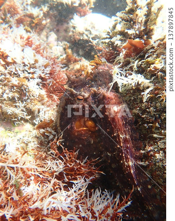 一隻章魚緊緊貼在岩石上,目不轉睛地盯著前方。 一隻章魚緊緊貼在岩石上,目不轉睛地盯著前方。 137897845