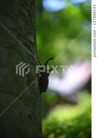 我在夏日的樹林裡發現了一隻犀金龜。 我在夏日的樹林裡發現了一隻犀金龜。 137898143