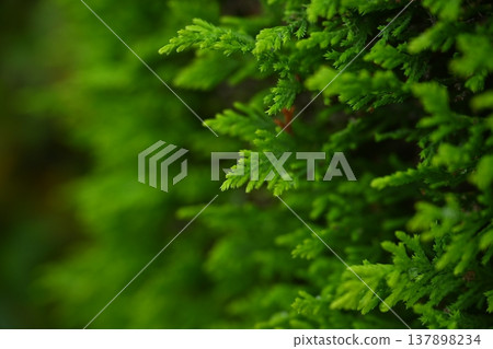 A close-up of vibrant coniferous trees and the surrounding green space. A close-up of vibrant coniferous trees and the surrounding green space. 137898234