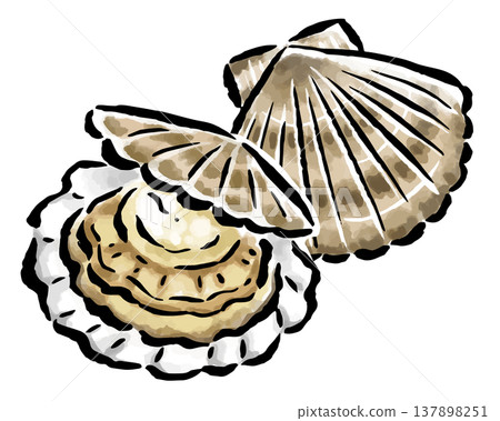 Scallop - Hand-drawn illustration with a brushstroke touch 137898251