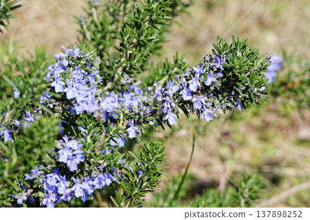 迷迭香花和葉子的特寫 137898252