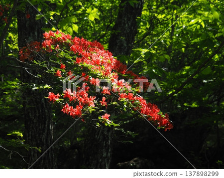 赤城山的山崎 赤城山的山崎 137898299