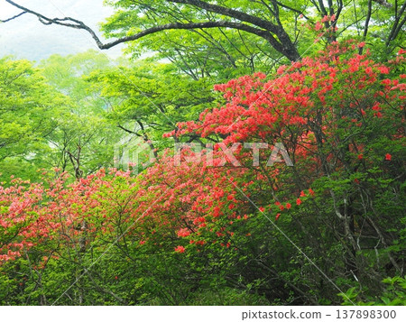 赤城山的山崎 137898300
