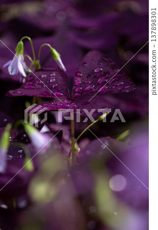 雨後,美麗的紫色葉子和濕漉漉的小花。 雨後,美麗的紫色葉子和濕漉漉的小花。 137898301
