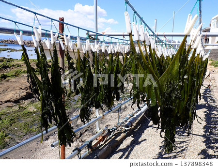 裙帶菜乾涸 裙帶菜乾涸 137898348