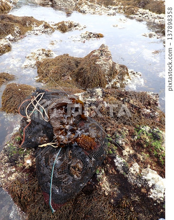 海藻釣魚 137898358