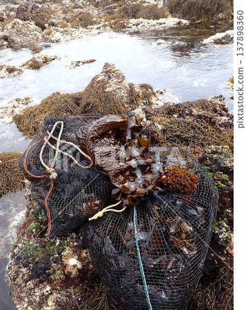 海藻釣魚 海藻釣魚 137898360